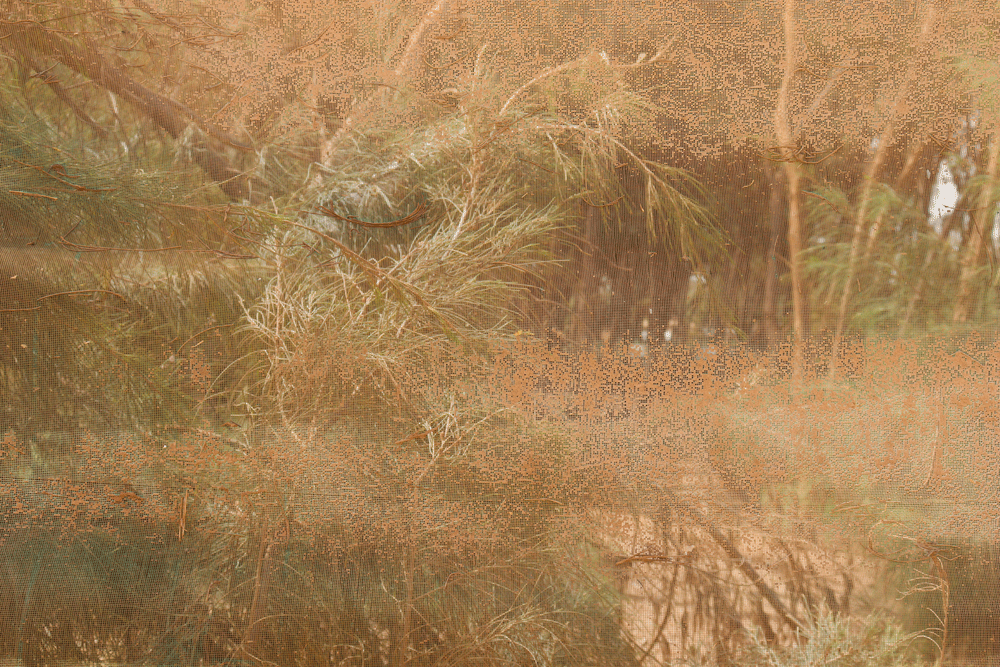 Wandering-desert-traces--6